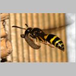 Ancistrocerus nigricornis - Lehmwespe 23c am IH beim Eintrag einer Schmetterlingslarve.jpg